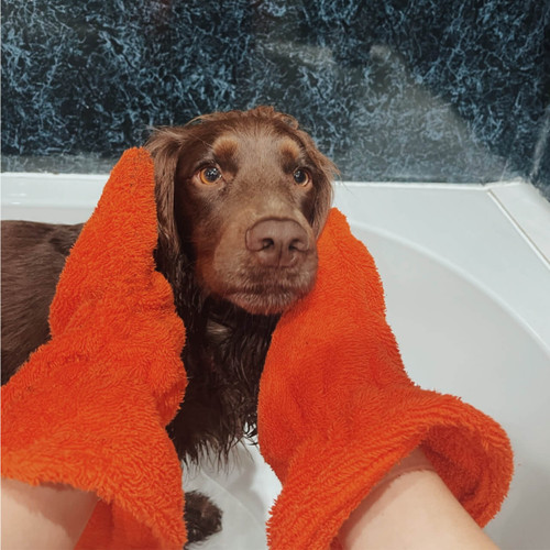 Brown Cocker Spaniel in bath, being dried by owner using Dogrobes’ orange Gauntlets, dog drying mitts. Brown Cocker Spaniel in bath, being dried by owner using Dogrobes’ orange Gauntlets, dog drying mitts.