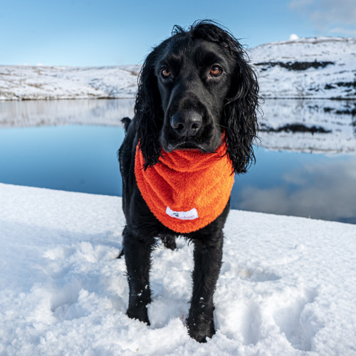 Black Cocker Spaniel out in the snow wearing a Dogrobes Orange Snood to keep them warm. Black Cocker Spaniel out in the snow wearing a Dogrobes Orange Snood to keep them warm.
