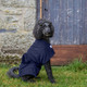 Black Standard Poodle sitting on grass next to a barn door wearing a navy dog drying robe from Dogrobes UK.