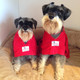 Two Miniature Schnauzers wearing dog dressing gowns by Dogrobes UK in red towelling fabric.