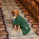 Fox Red Labrador sitting on the stairs of the Fife Arms Hotel in Braemar wearing a green dog dressing gown. Robe by Dogrobes UK.