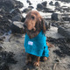 Wet Cocker Spaniel at the beach wearing a teal drying coat for Spaniels by Dogrobes. The robe is made form towelling fabric.