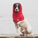 Springer Spaniel at edge of loch wearing a red dog Snood by Dogrobes UK for drying his head, neck and ears quickly.