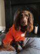 Brown Cocker Spaniel wearing an orange dog drying robe from Dogrobes UK, designed to fit snugly and comfortably.