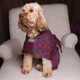 paisley dog drying coat with harness access opening on american cocker spaniel