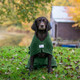 Irish Water Spaniel sitting outside on grass, wearing a green dog dressing gown with harness access opening by Dogrobes UK.