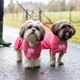 Two Shih Tzus on the lead wearing harnesses and pink dressing gowns. Each dog towelling robe has a harness access opening.