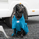 Black Labrador sat wearing a teal dog robe. The high collar and chest plate cover lots of their fur for efficient drying.