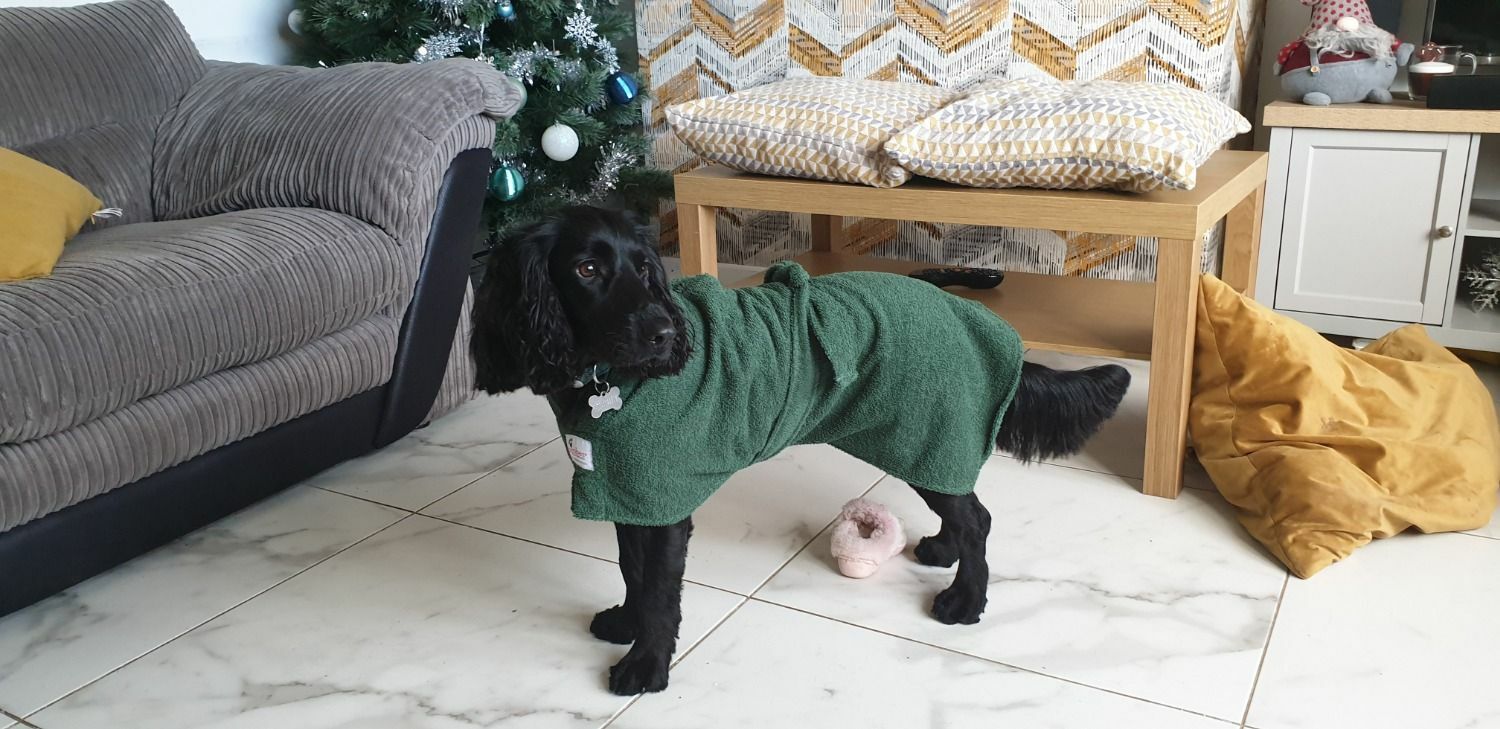 dog wearing green dogrobe