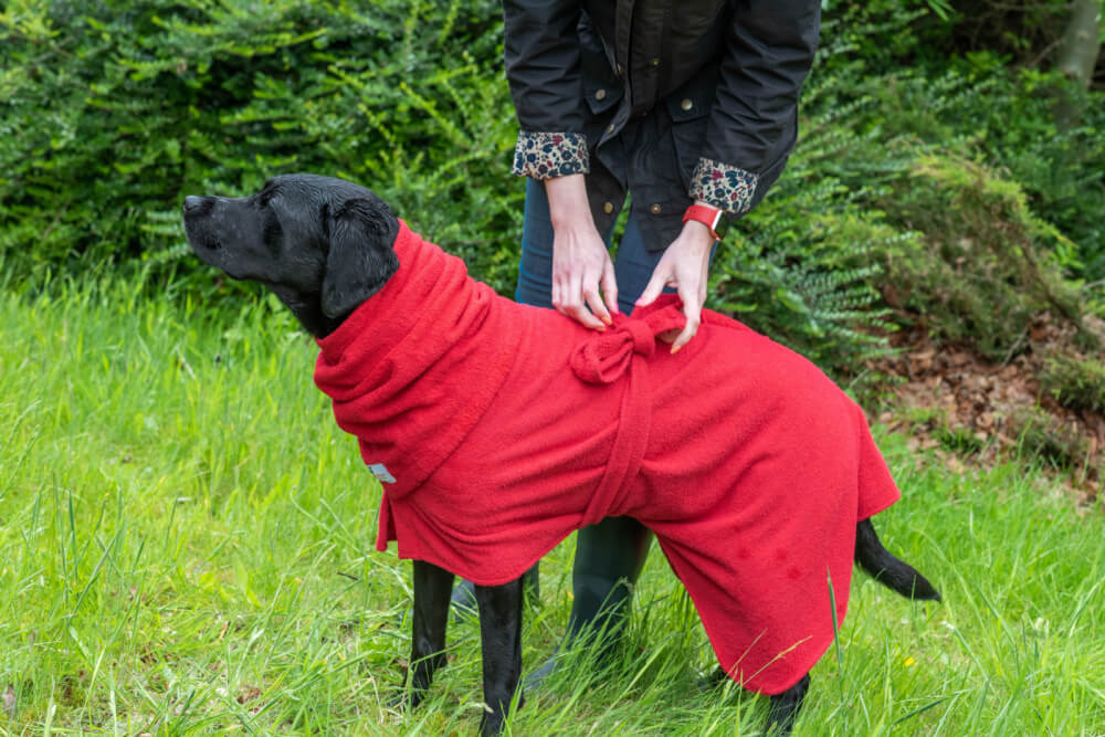 Dogrobes red drying coat being tied securely on black labrador showing adjustable tie design and snug fit