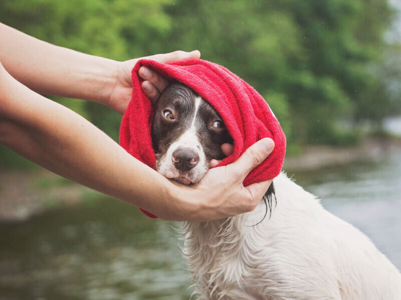 Owner pulling red Dogrobes Snood over wet dog’s head to show how to fit it like a hood