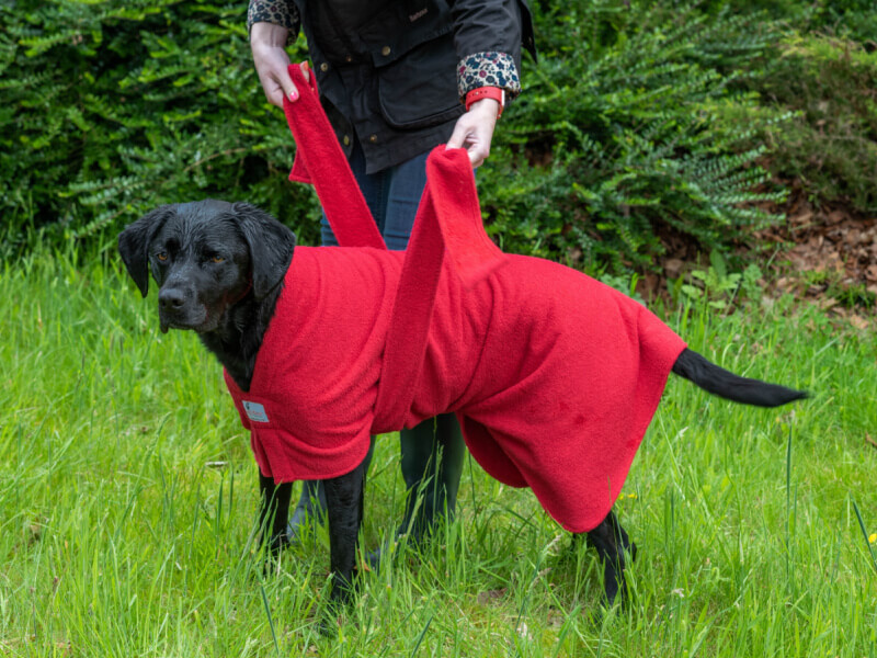 Black Labrador wearing red Dogrobe as owner demonstrates how to tie the sides for a secure fit