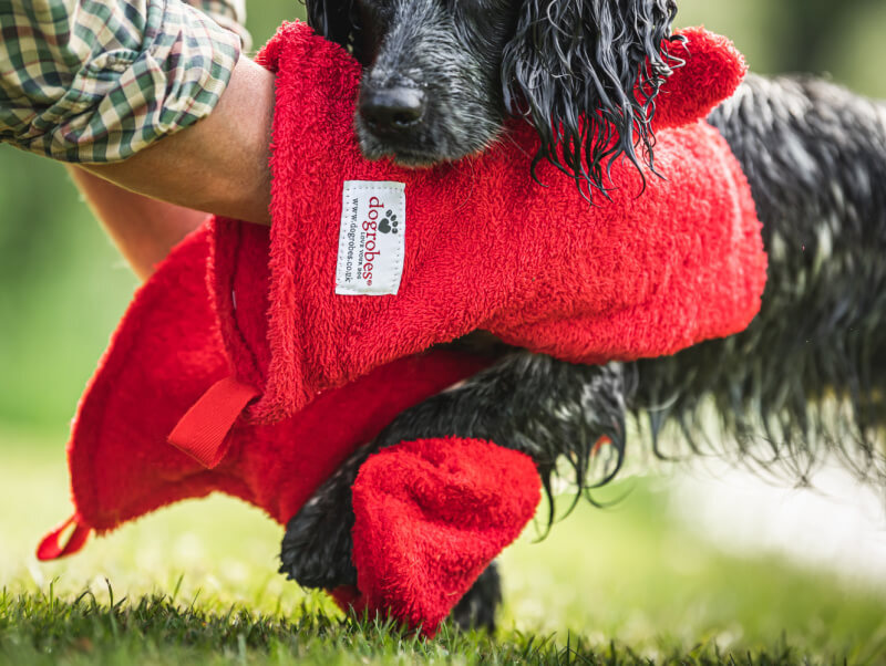 Owner using red Dogrobes Gauntlets to dry wet black Cocker Spaniel’s legs and paws after a walk