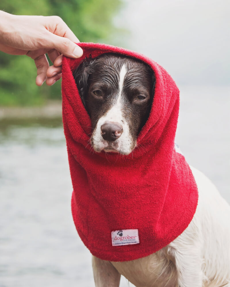 Spaniel wearing red Dogrobes Snood as a hood to dry head, neck and ears after a swim
