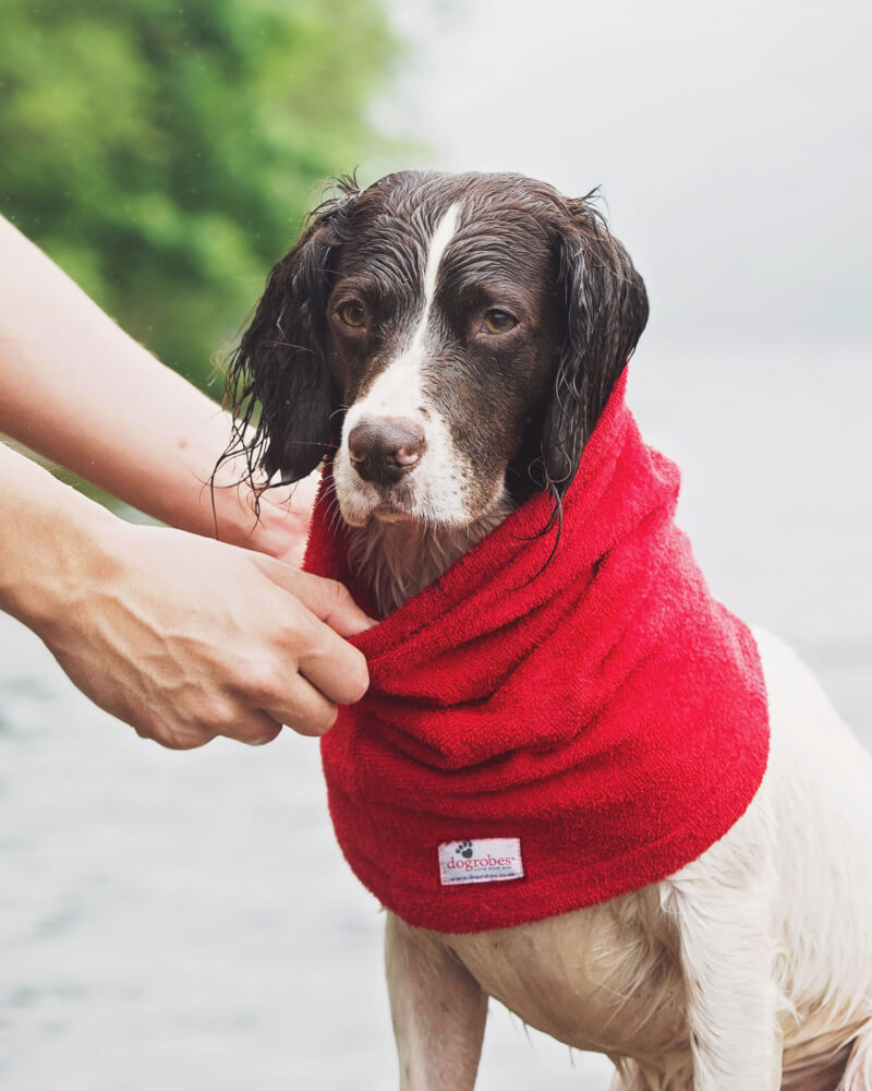 Spaniel wearing red Dogrobes Snood around the neck to dry thick neck fur and keep warm