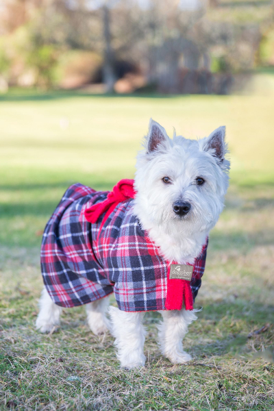 Westie wearing a red tartan Dogrobes Exclusive drying coat made in Britain