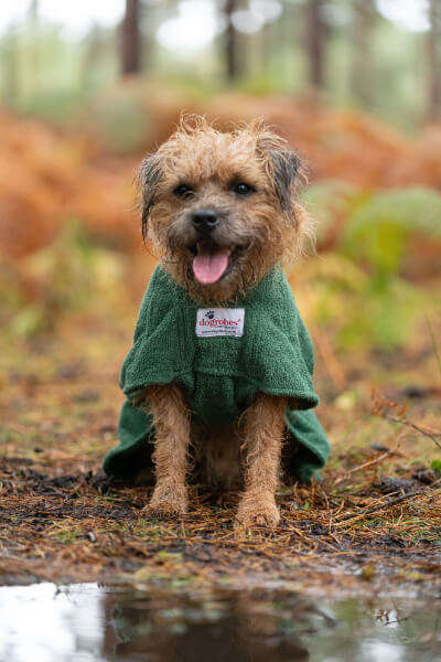 small dog sitting in wooded area wearing green dogrobe max