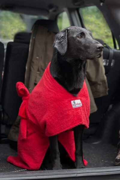 labrador sitting in boot of car wearing original dogrobe in red