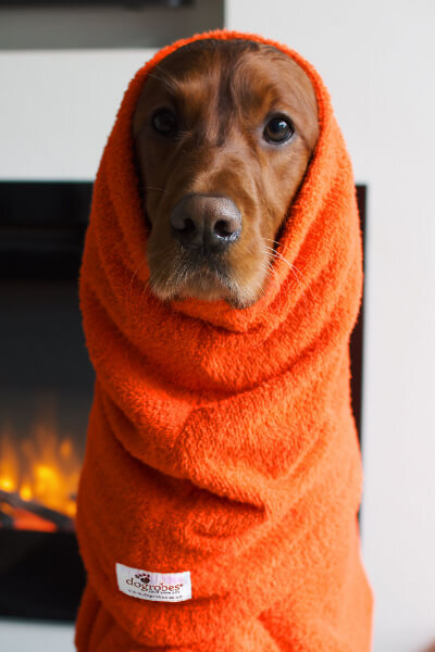 irish setter wearing an orange Dogrobes Snood drying hood made in Britain