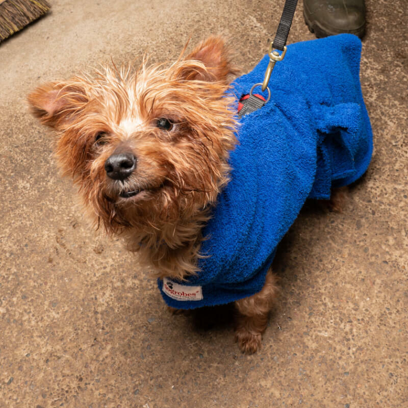 Dog wearing dogrobes with harness access opening