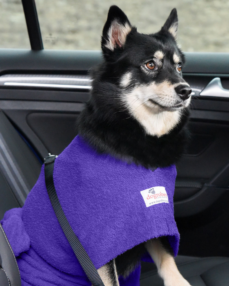 Dog wearing purple dogrobe