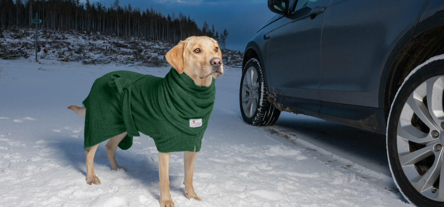 Labrador next to car in snow, wearing Dogrobes green dog towelling robe with harness access opening and green dog Snood.