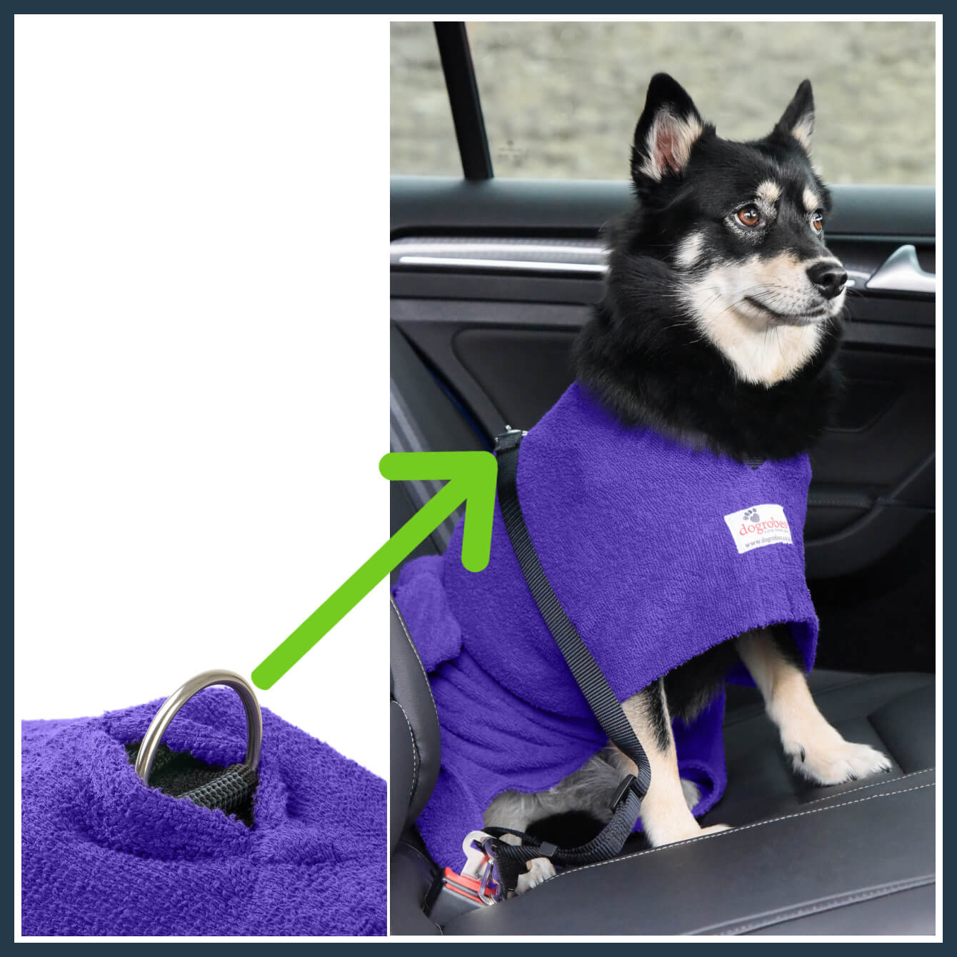 Dog secured in car wearing purple Dogrobe, showing harness access opening between collar and mid-back.