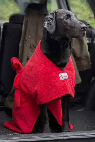 labrador wearing dogrobe