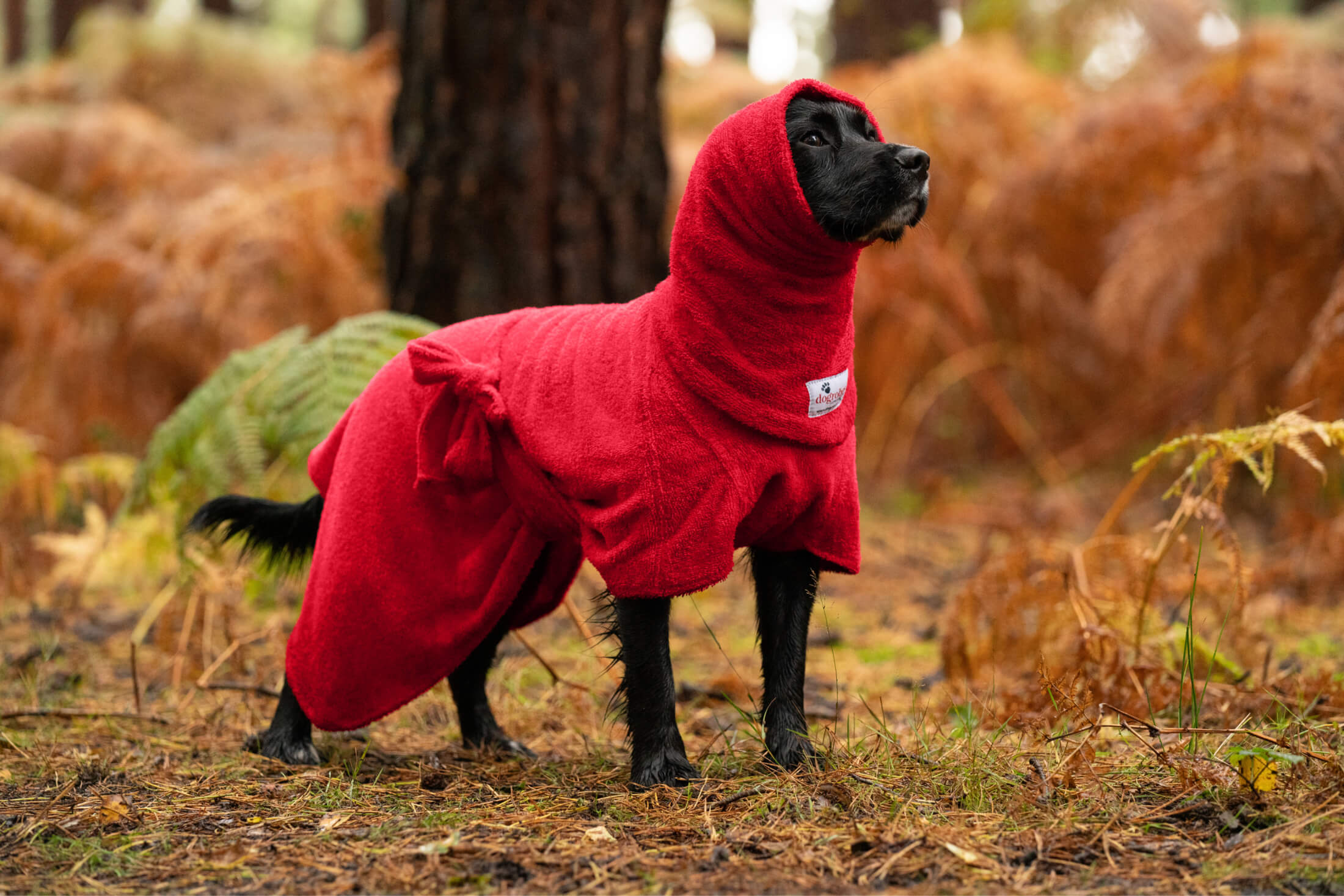 Cocker spaniel wearing a red Dogrobe MAX towelling robe and snood