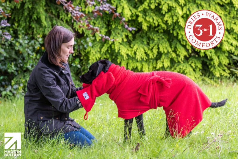 Labrador drying with Dogrobes Complete Kit in red - dries, warms, comforts