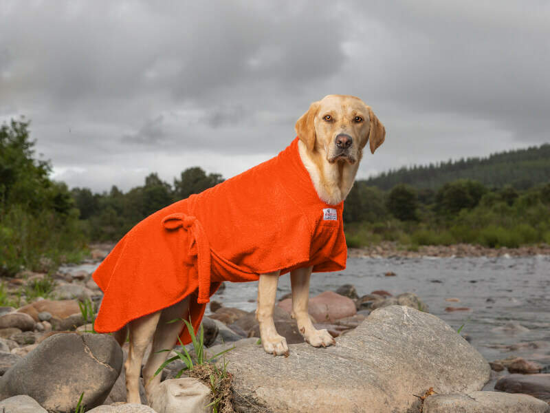 golden labrador wearing dogrobe max