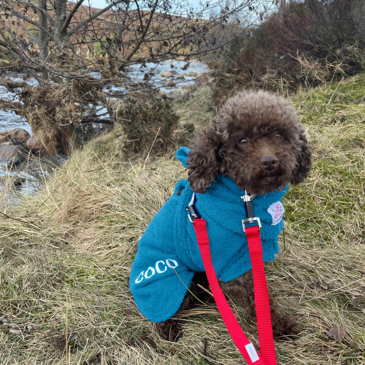 Toy Poodle wearing personalised dog towelling robe by Dogrobes. The robe features a harness access opening.