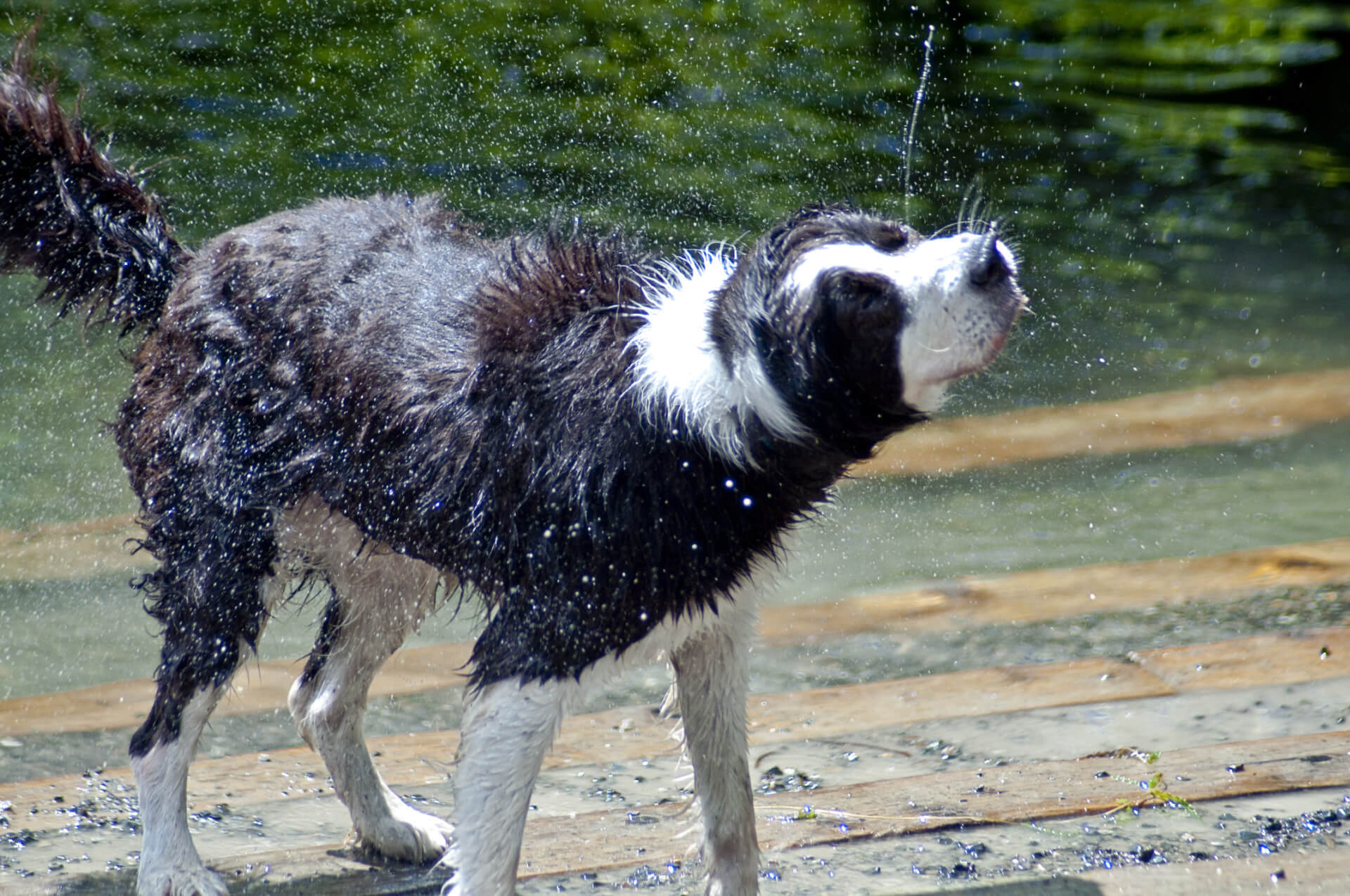 Wet dog shaking off water after swimming showing why Dogrobes drying coats are needed