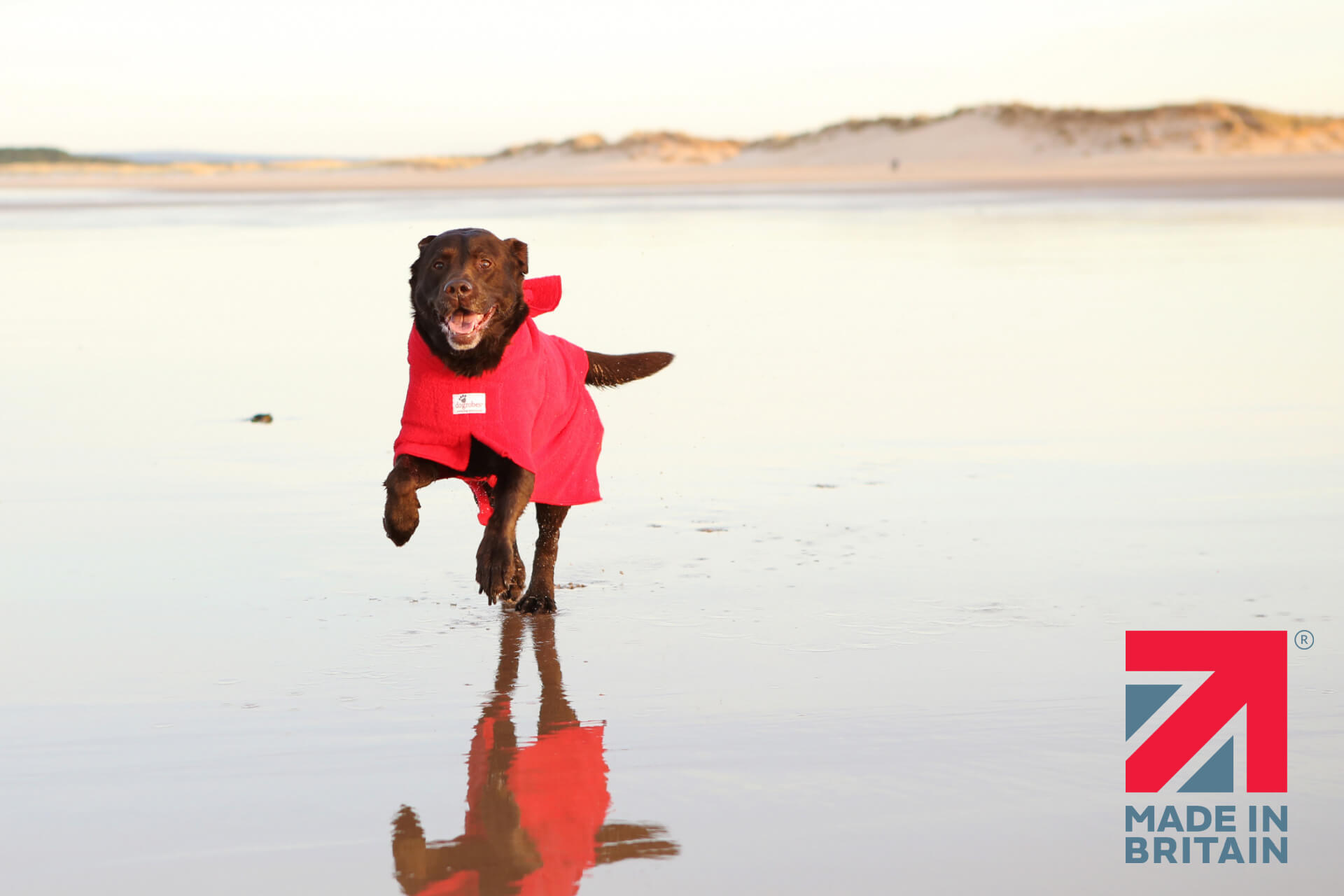 Chocolate Labrador wearing a red Dogrobe, running on a Scottish beach – proudly showcasing a British-made dog drying coat.
