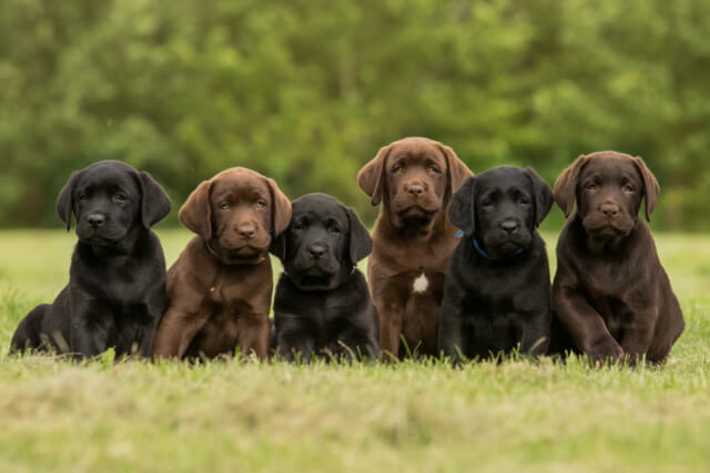 what do you need for a new labrador puppy