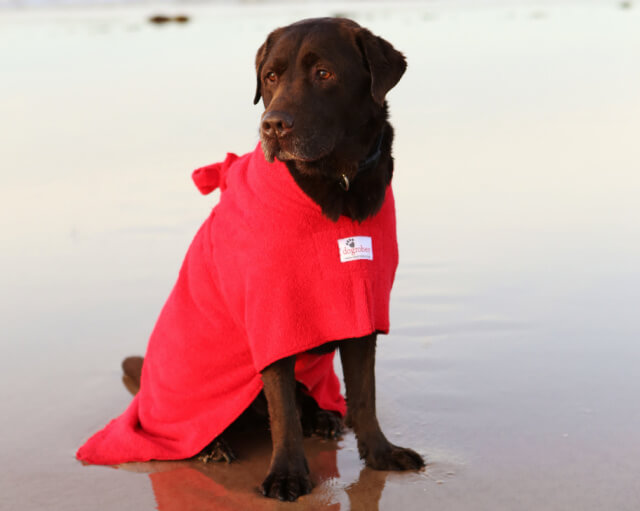 chocolate-labrador-red-dogs-towelling-robes-on-beach-3.jpg