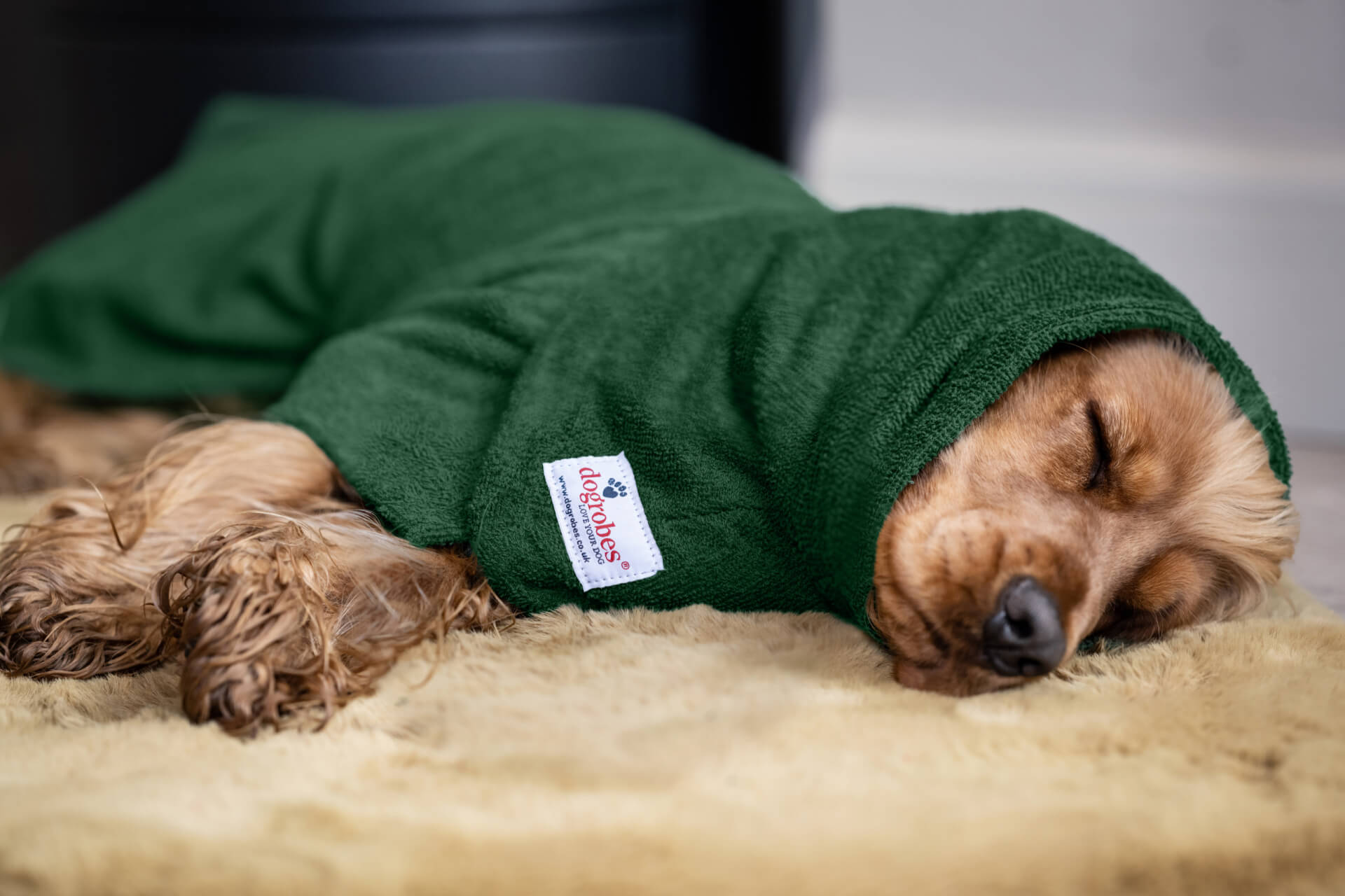 Cocker Spaniel sleeping soundly in a green Dogrobes Snood after drying, showing warmth and comfort