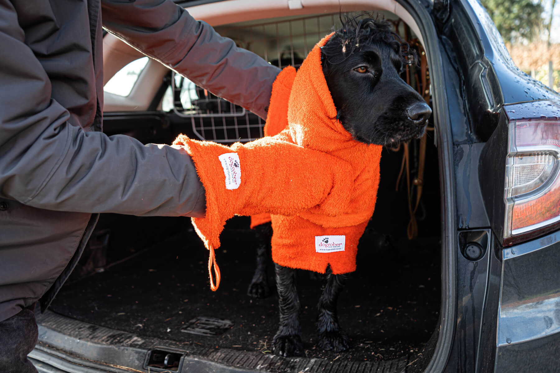 Cocker Spaniel wearing orange Dogrobe and Snood being dried with matching Gauntlets after a muddy walk in the car boot