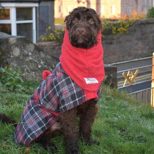 dog in snood