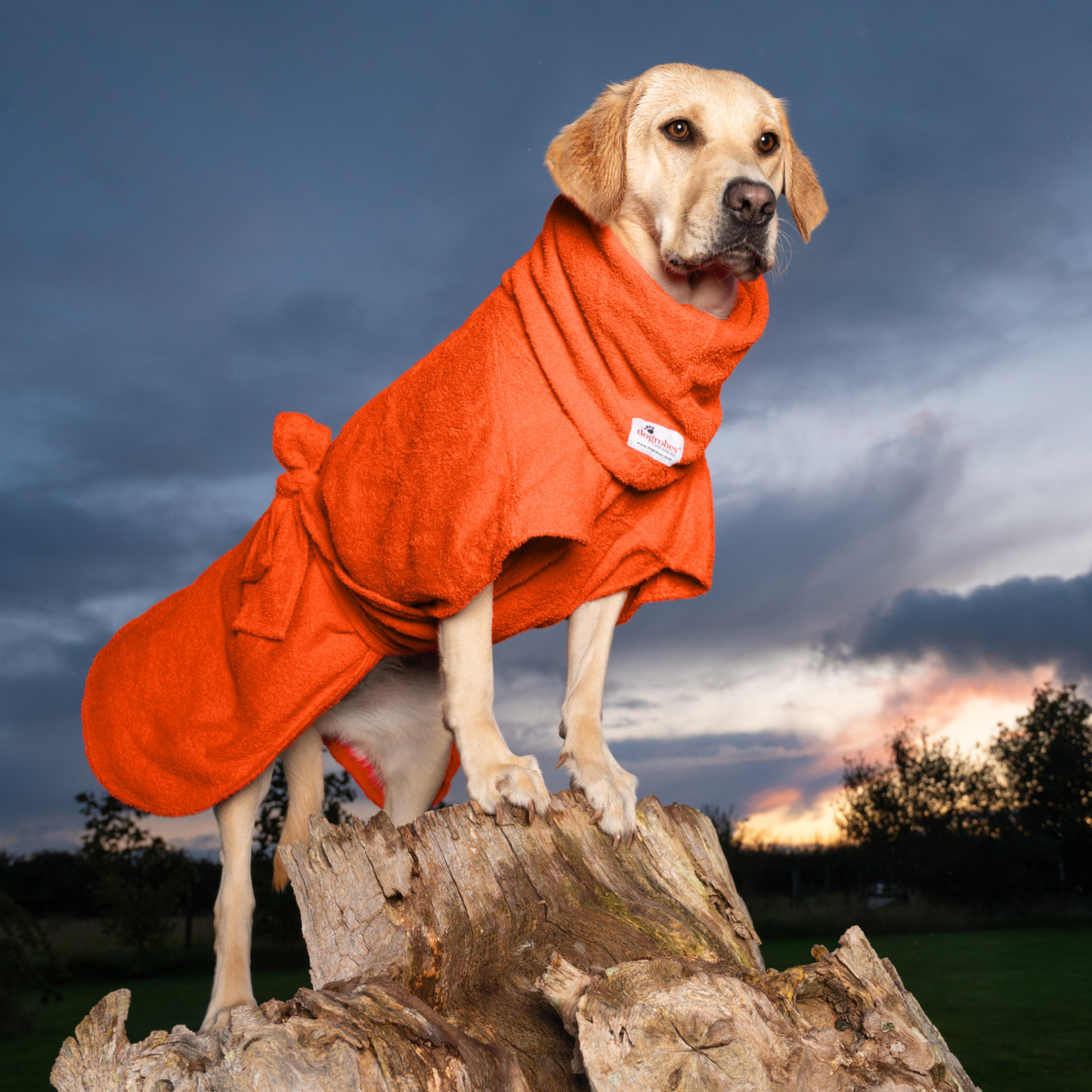 Yellow Labrador wearing orange Dogrobe MAX and matching Snood drying coat outdoors at sunset