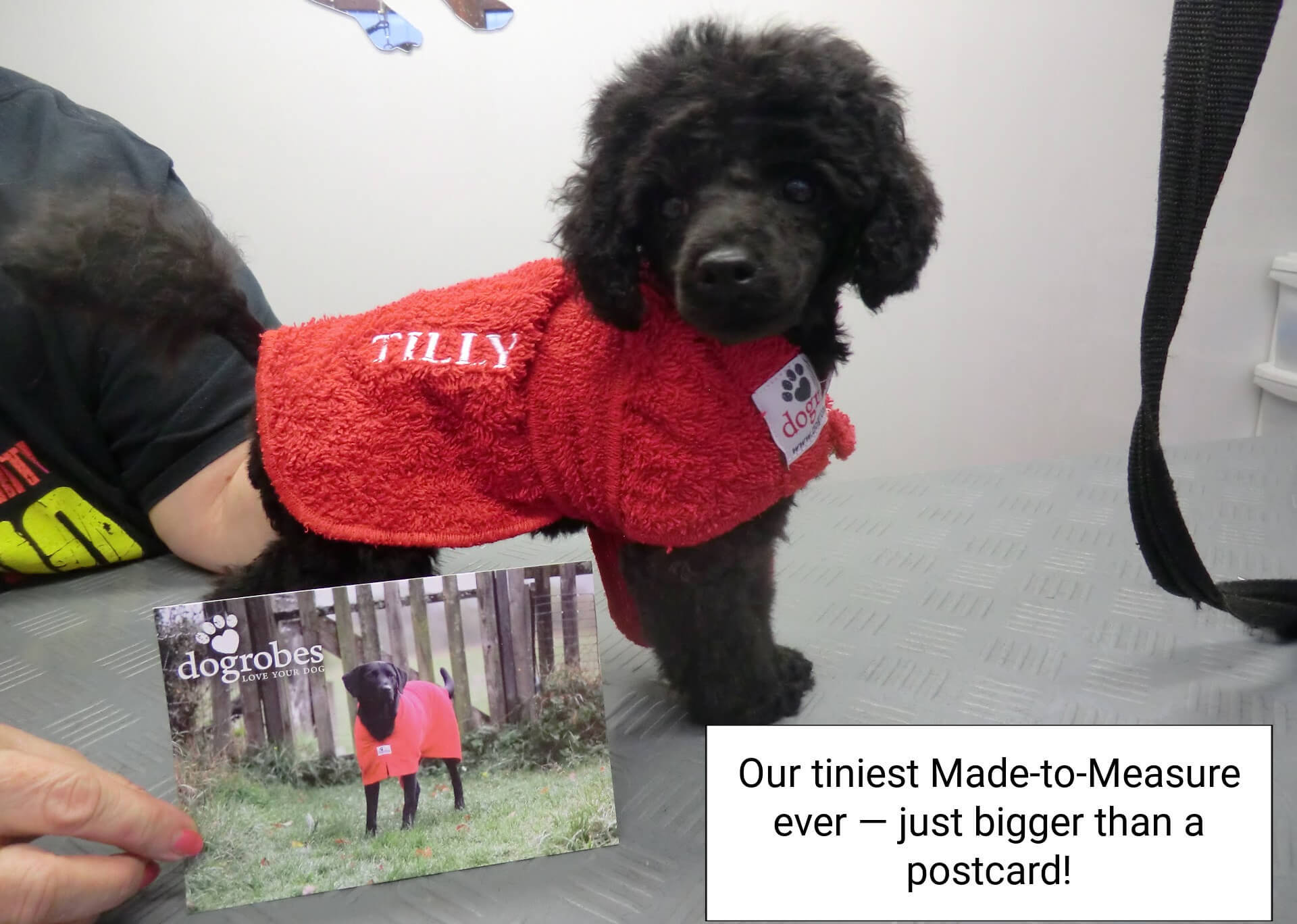 Smallest Dogrobe made for Tilly the tiniest black Toy Poodle