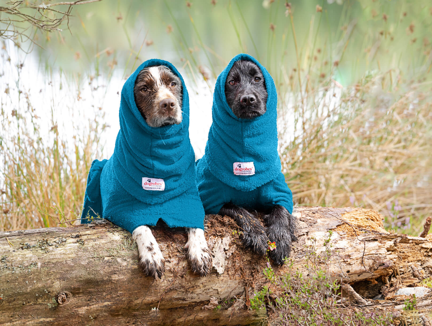 Two Cocker Spaniels wearing teal Dogrobes and Snoods, comparing the Original and new MAX with chest panel and shoulder inserts