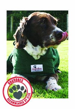 springer-spaniel.jpg