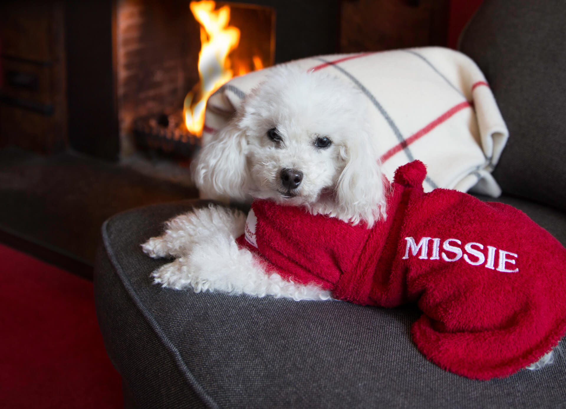 toy-poodle-personalised-red-dogrobe-by-fireplace Toy Poodle wearing personalised red Dogrobes dog drying coat with embroidered name Missie lying by fire