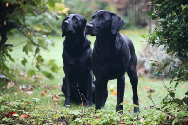 two-black-labradors-one-standing-one-sitting.jpg