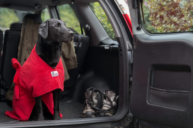 wet-black-labrador-red-dogrobe-in-car-boot.jpg