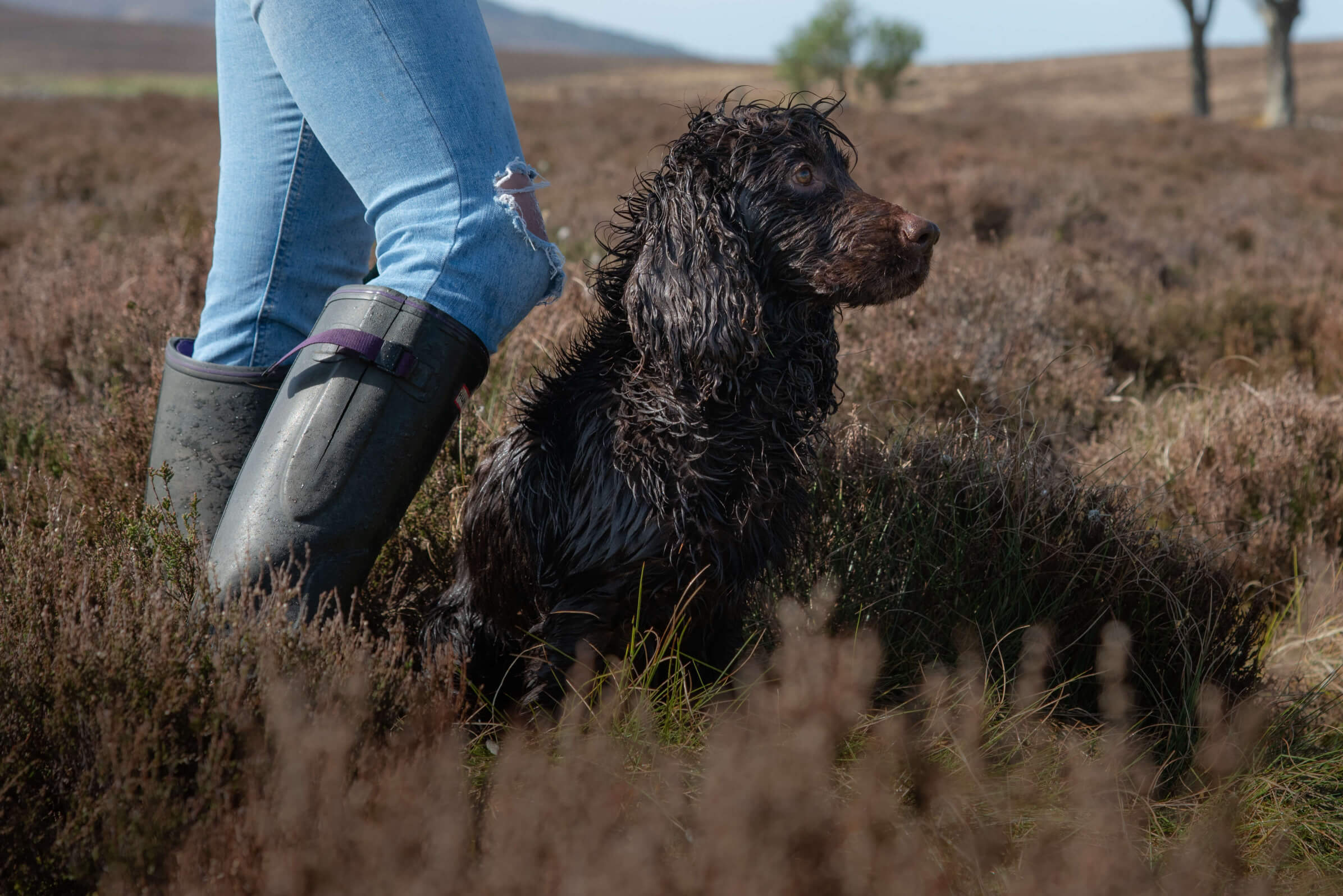 Wet Cocker Spaniel after walk in heather fields before drying with Dogrobes dog drying coat
