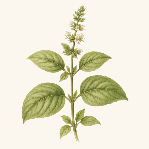 Basil botanical image