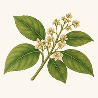 Camphor botanical image