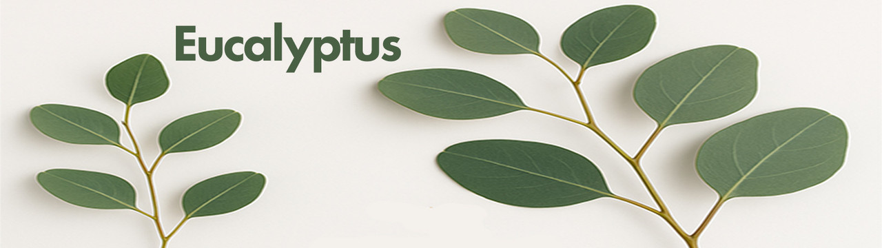 Eucalyptus